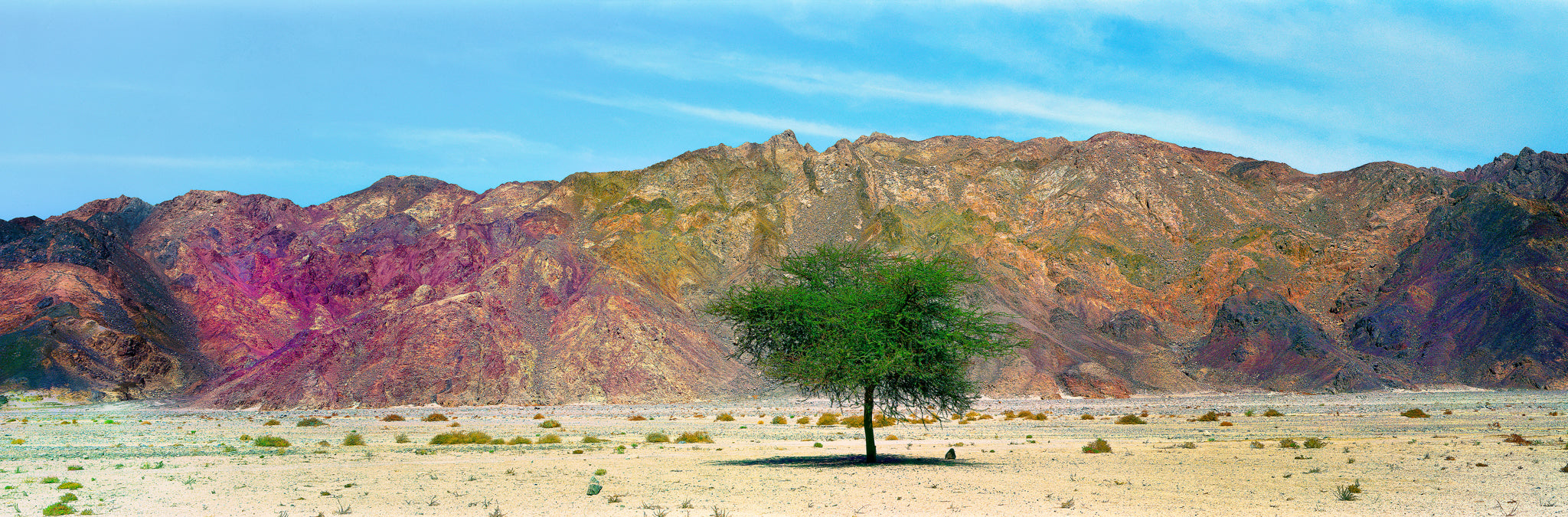 Sinai Acacia