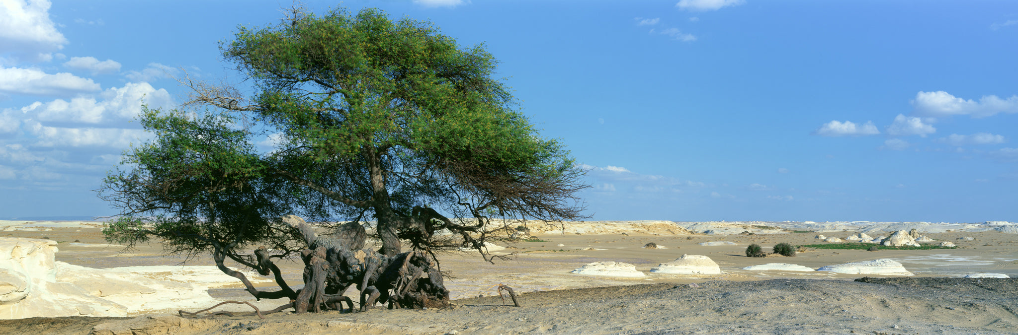 Farafra Acacia