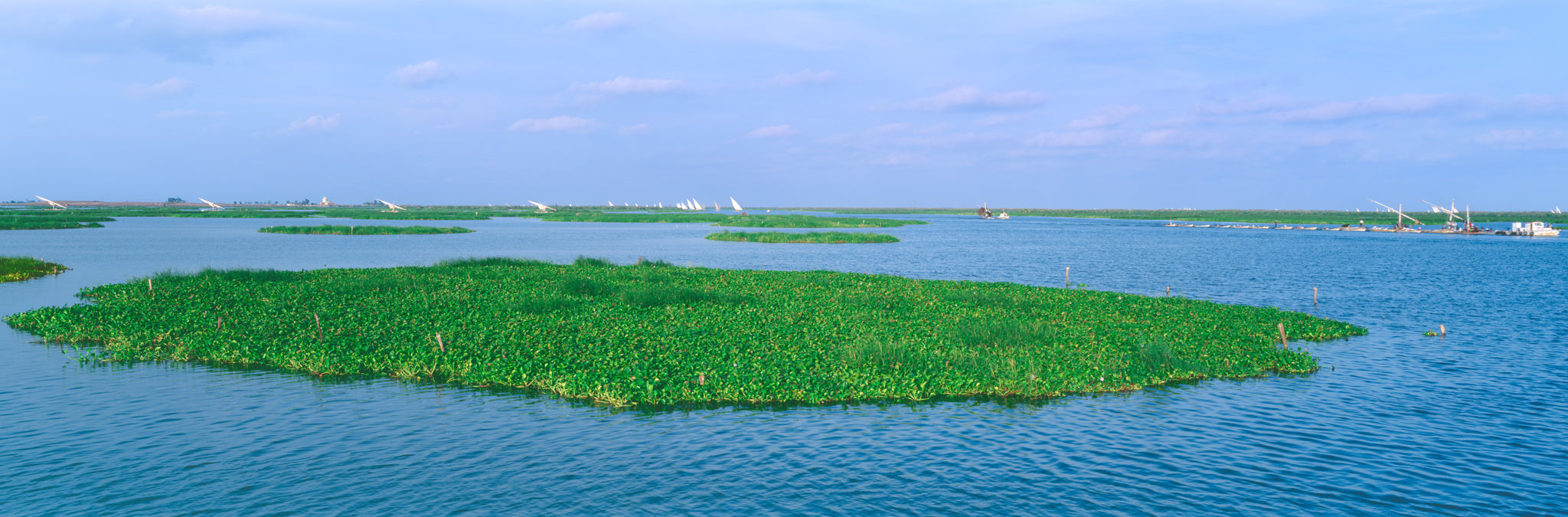 Manzala Lake